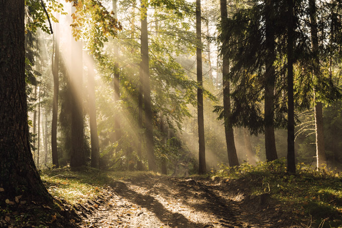 geesthacht wald natur umland hamburg