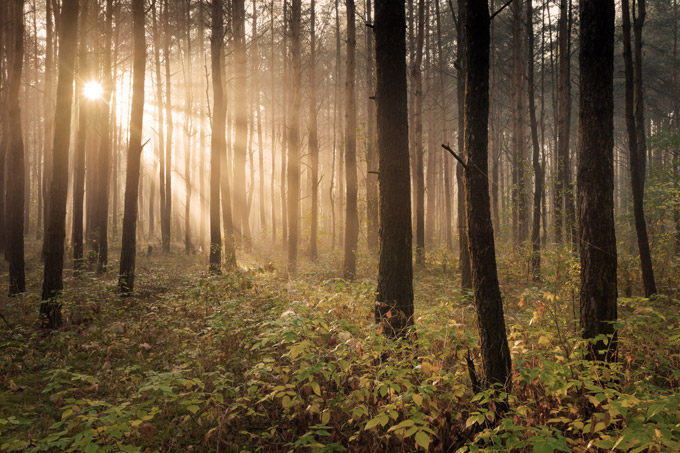 geesthacht wald natur umland hamburg